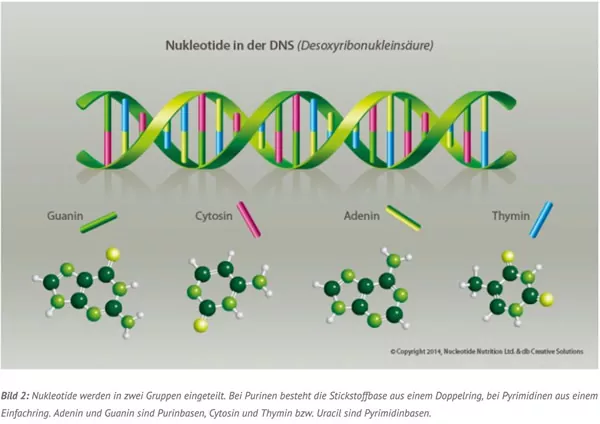 In einem DNA-Doppelstrang werden Informationen mit vier Bausteinen (A, C, G, T) verschlüsselt 